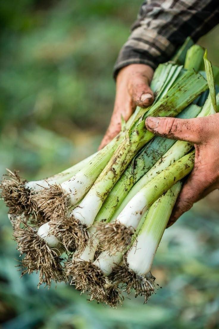 Rustic Roots Collection: Earth's Pure Picks